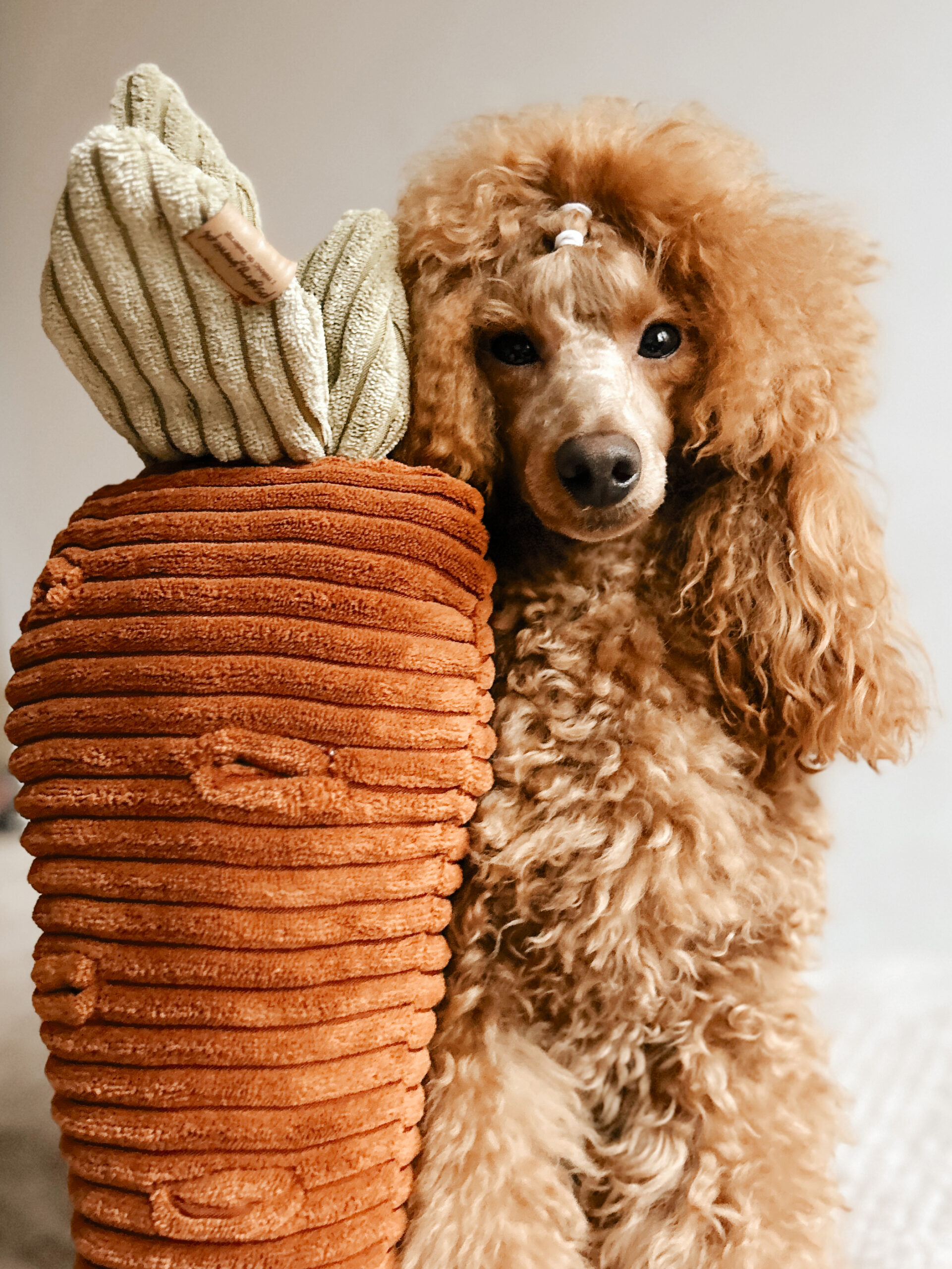 Zabawka węchowa Marchewka - obrazek 2