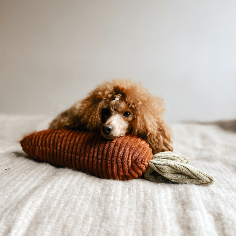 Zabawka węchowa Marchewka - obrazek 3