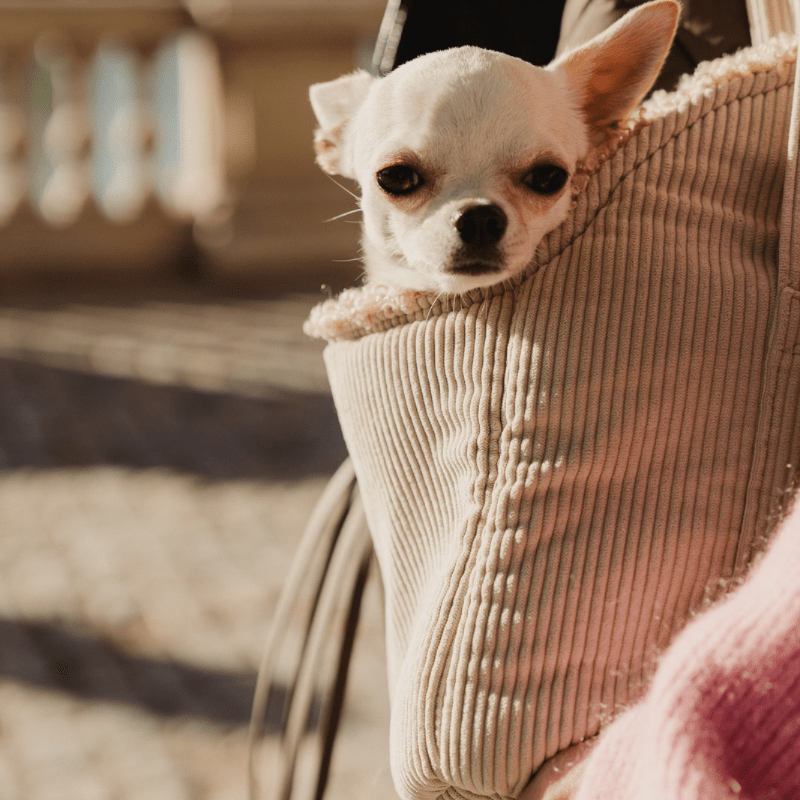 Torba podróżna dla psa xs - obrazek 5