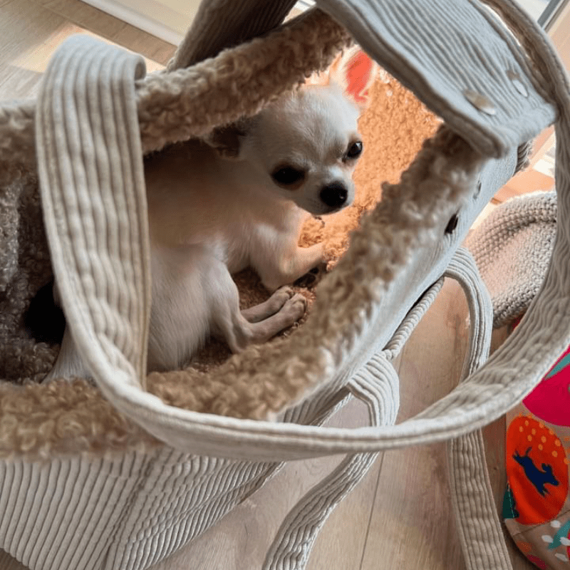 Torba podróżna dla psa xs - obrazek 3