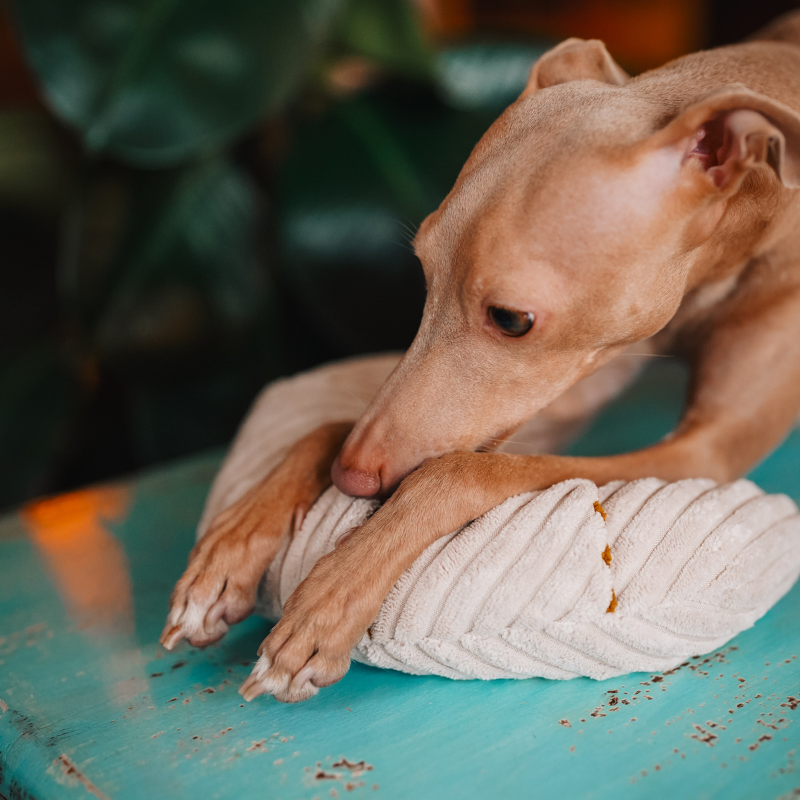 Zabawka węchowa Rogalik z czekoladą - obrazek 6